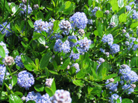 ceanothus impressus.jpg_s.jpg